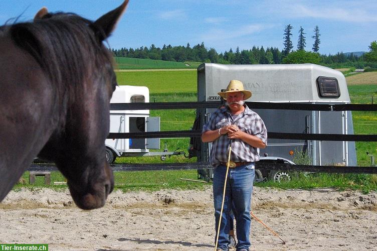 Bild 2: Horsemanship Kurs für alle Reitarten & Reiter jedes Niveaus