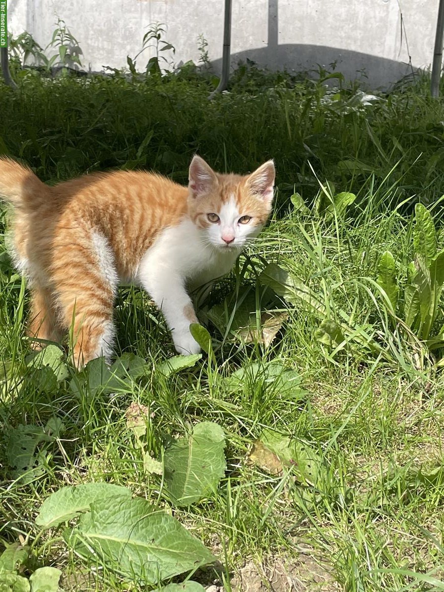 2 junge Katzen, männlich suchen ein Zuhause