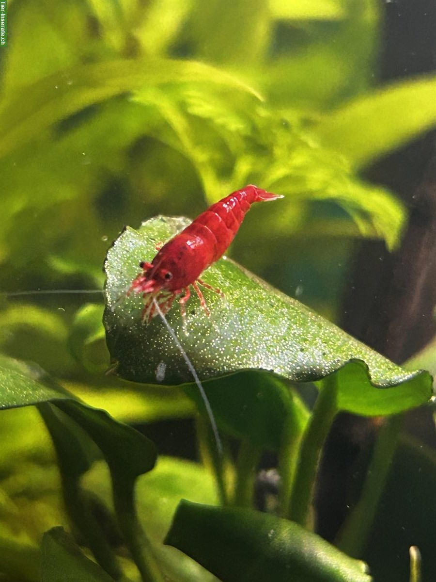 Red Sakura Garnelen, Neocaridina davidi