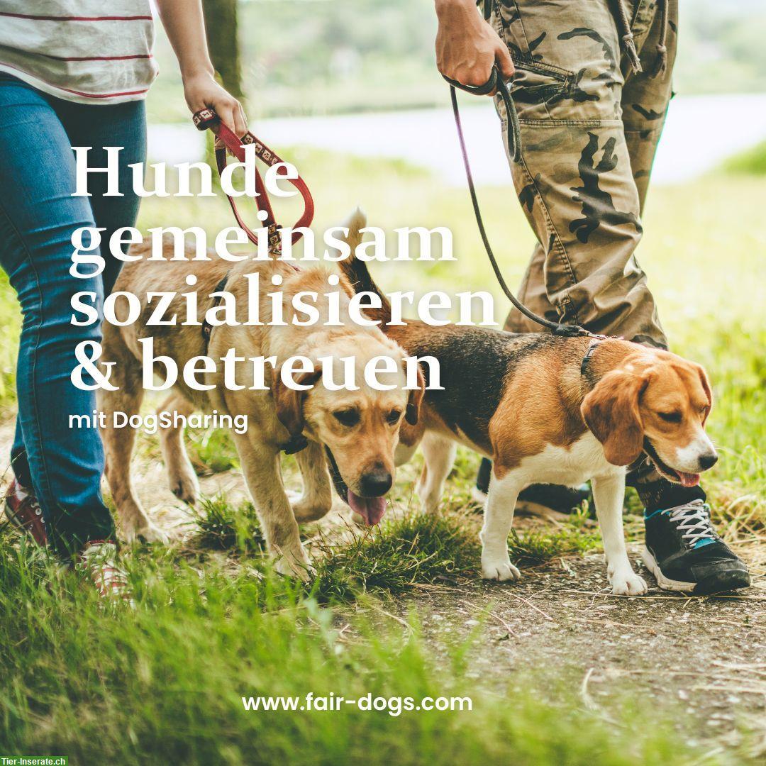 DogSharing: Hunde betreuen & sozialisieren