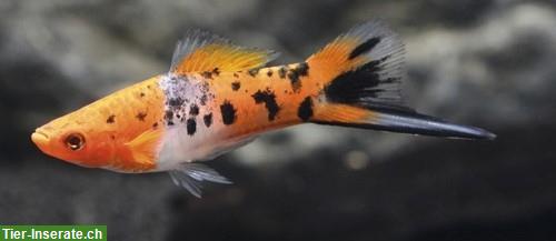 Bild 3: Schwertträger - Xiphophorus hellerii zu verkaufen