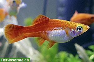 Bild 4: Schwertträger - Xiphophorus hellerii zu verkaufen