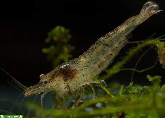 Bild 2: Zwerggarnelen - Neocaridina davidi in diversen Farben