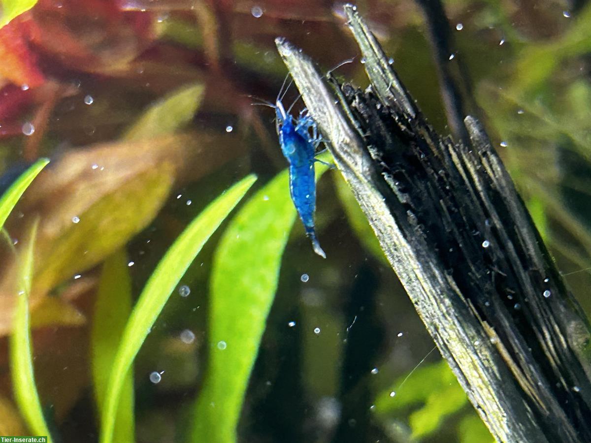 Blue Dream / Blue Velvet Neocaridina Garnelen