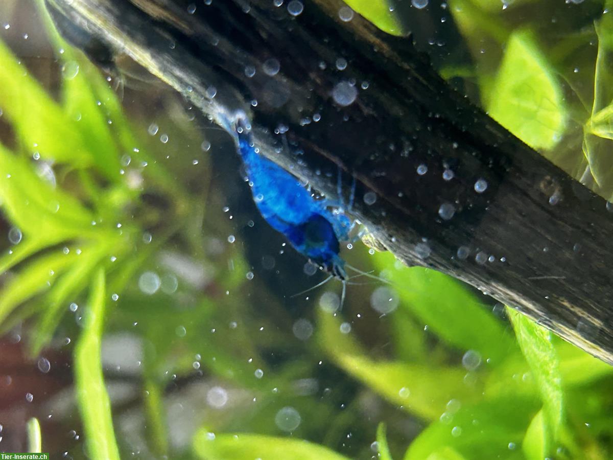 Bild 2: Blue Dream / Blue Velvet Neocaridina Garnelen