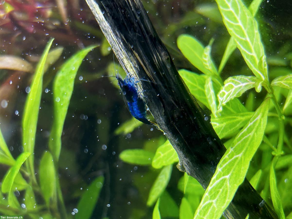 Bild 3: Blue Dream / Blue Velvet Neocaridina Garnelen