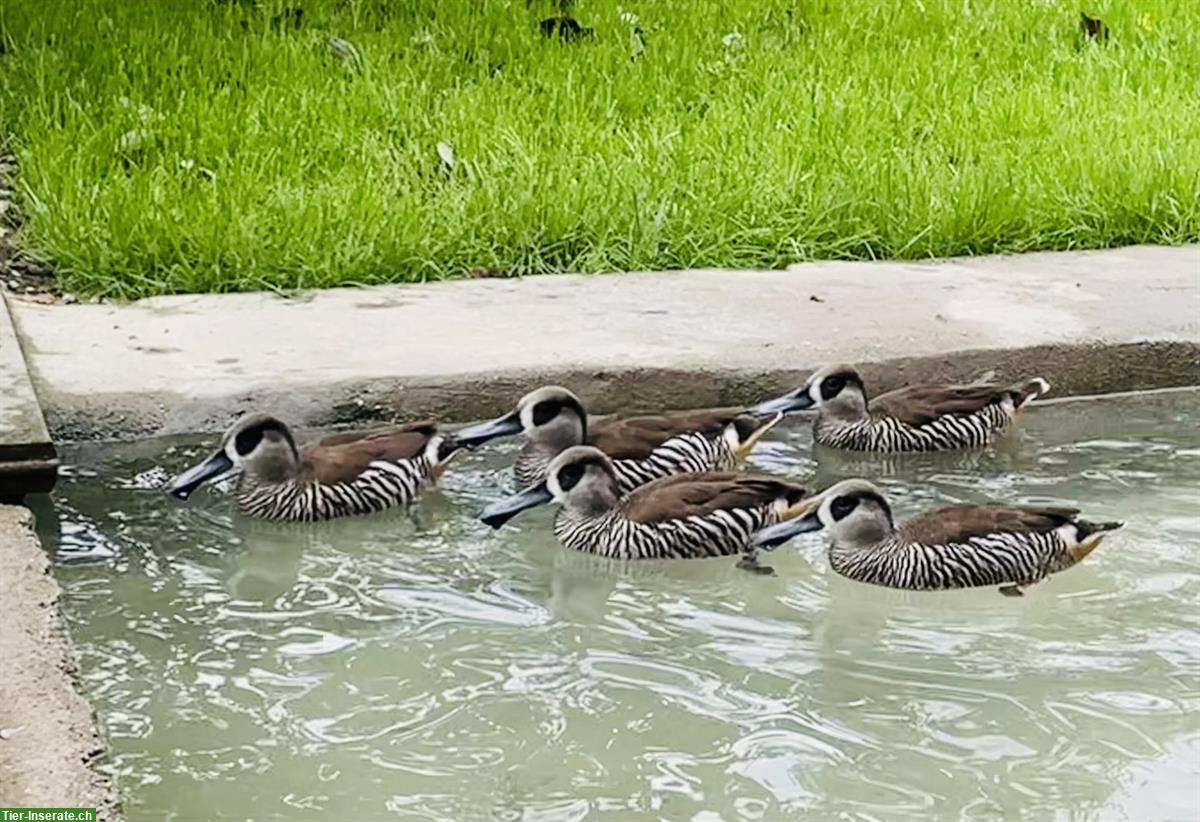 Diverse Enten, Junge 2023-2024 abzugeben