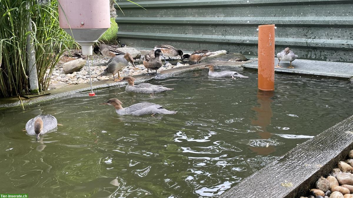 Bild 2: Diverse Enten, Junge 2023-2024 abzugeben