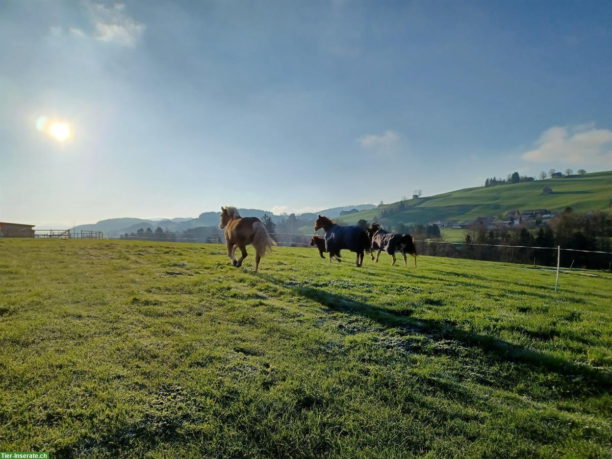 Bild 3: 2er Gruppenstall mit direktem Auslauf zu vermieten ab Herbst