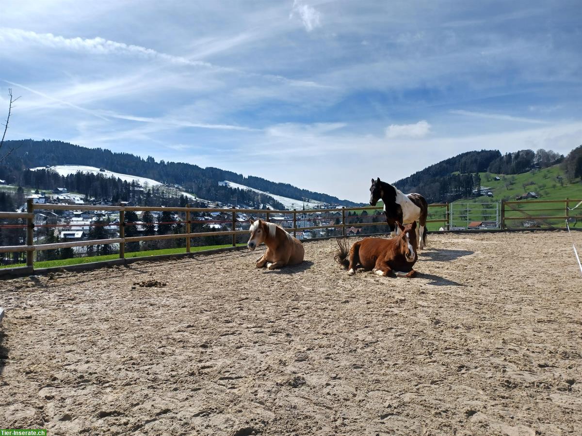 Bild 5: 2er Gruppenstall mit direktem Auslauf zu vermieten ab Herbst