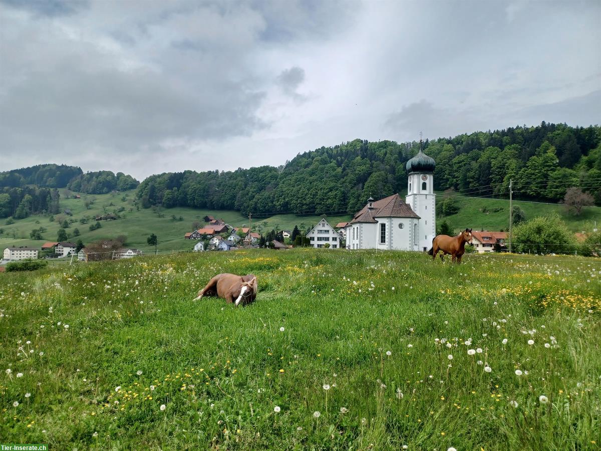 Bild 6: 2er Gruppenstall mit direktem Auslauf zu vermieten ab Herbst