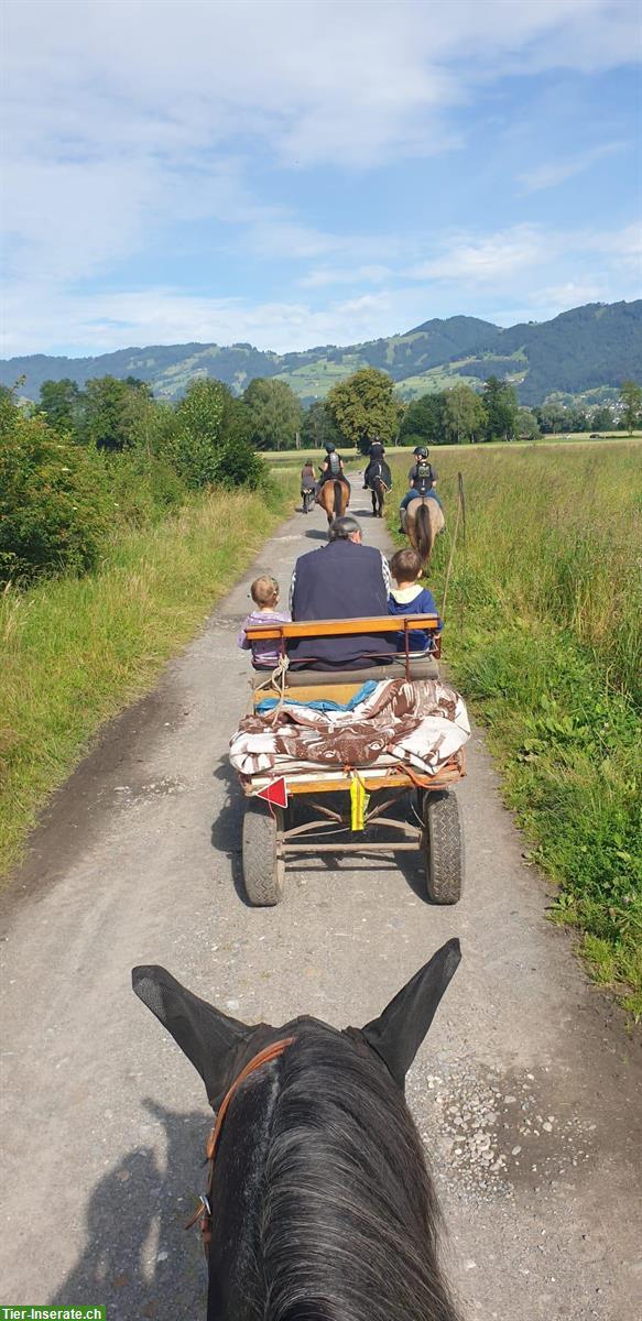 Bild 3: Pferdekutschen abzugeben wegen Aufgabe des Fahrsports