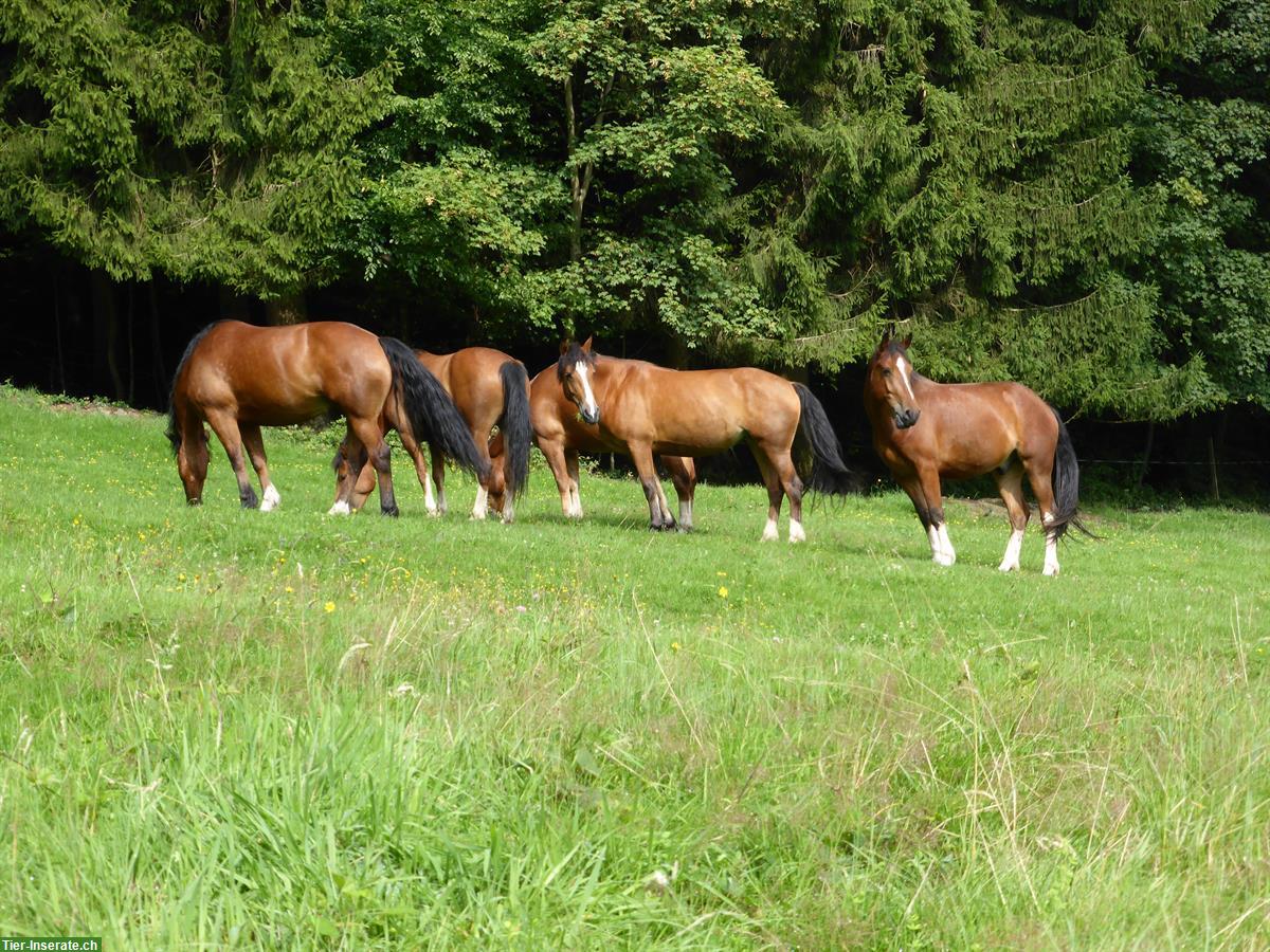 Bieten Reitbeteiligung / Pflegebeteiligung in Eglisau ZH