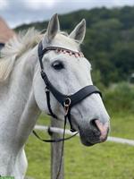 Reitbeteiligung für Freizeitpferd in Hauenstein SO