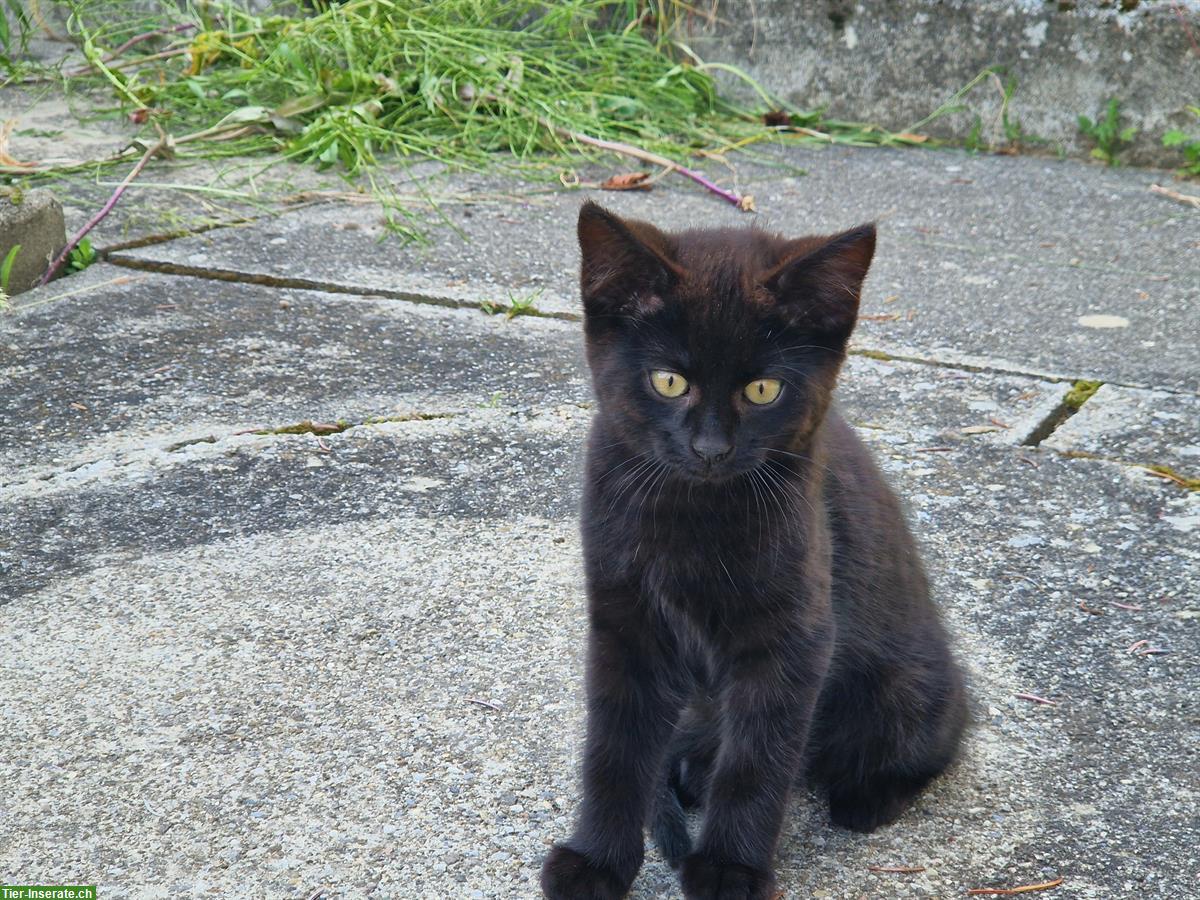 Bild 4: Junge Katzen vom Bauernhof suchen liebes Zuhause