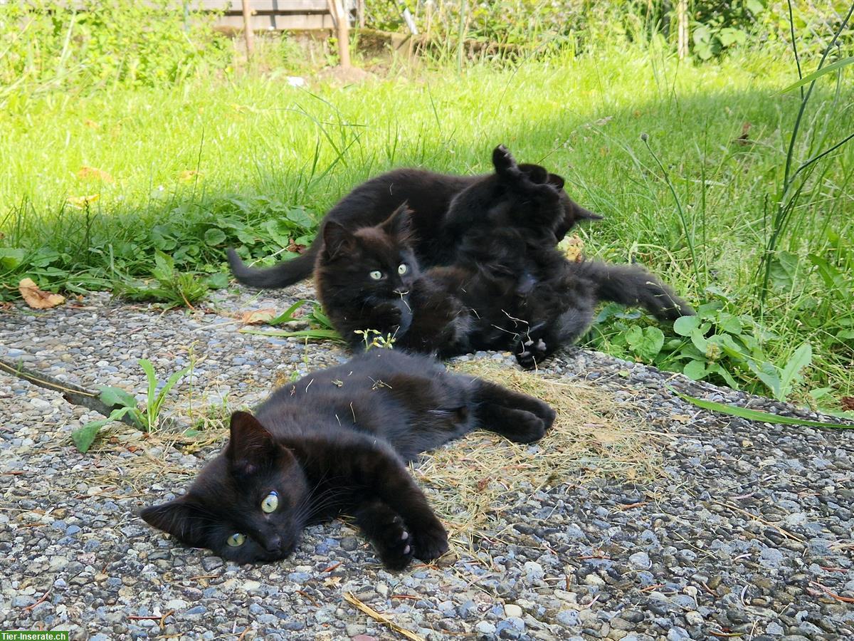 Bild 5: Junge Katzen vom Bauernhof suchen liebes Zuhause