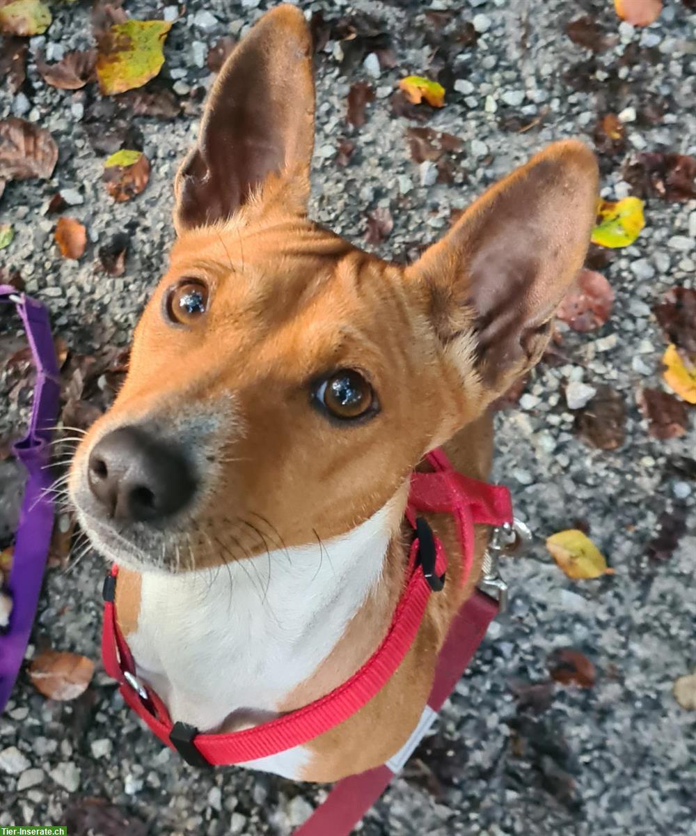 Basenji Hündin, 4-jährig in erfahrene Hände zu vermitteln