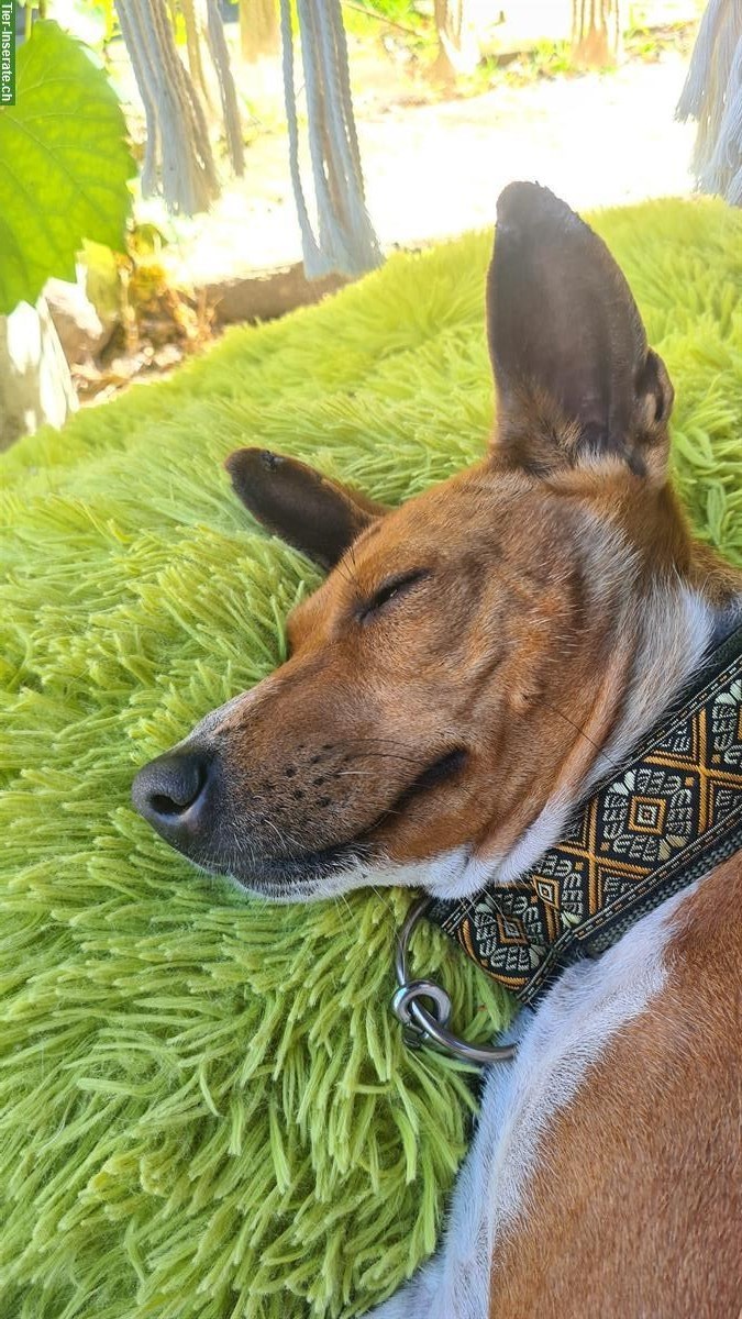 Bild 2: Basenji Hündin, 4-jährig in erfahrene Hände zu vermitteln