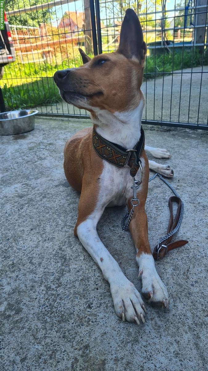 Bild 3: Basenji Hündin, 4-jährig in erfahrene Hände zu vermitteln