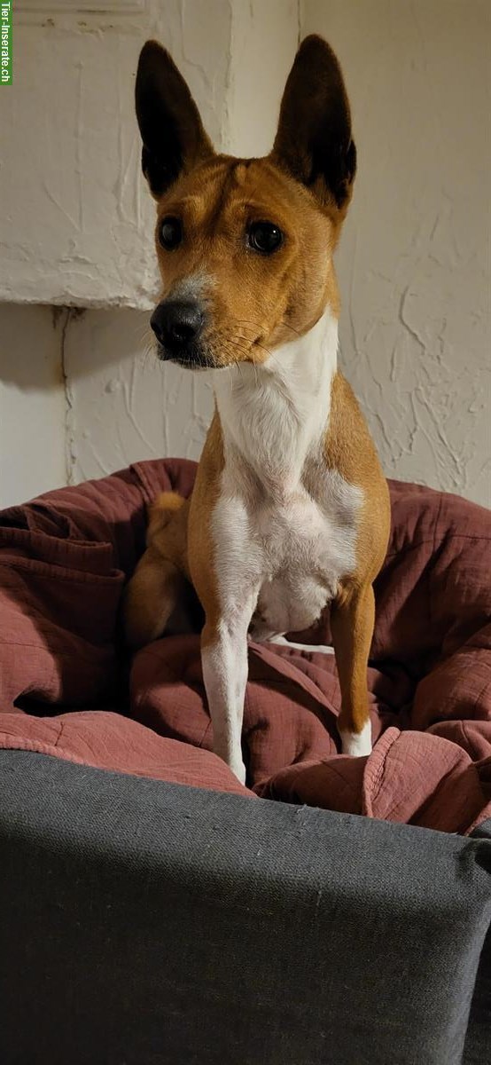 Bild 4: Basenji Hündin, 4-jährig in erfahrene Hände zu vermitteln