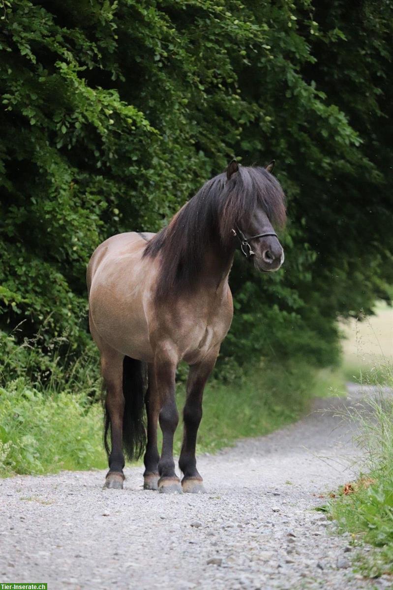 Bild 4: Islandwallach Verlasspferd, Lehrmeister