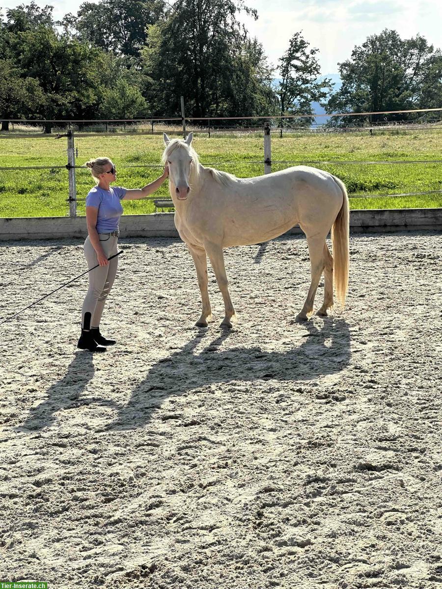 Bild 2: Wunderschöne American Morgan Horse Stute zu verkaufen