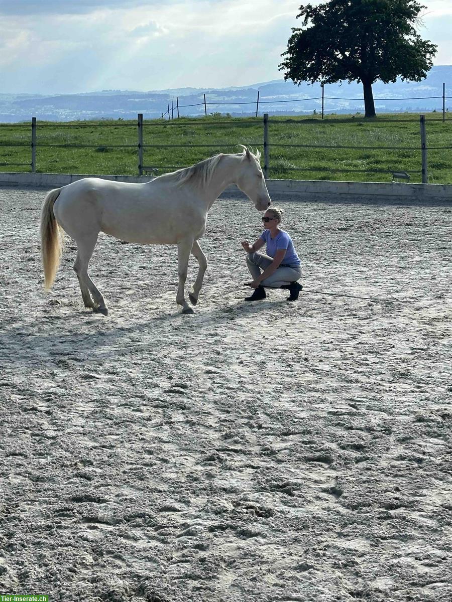 Bild 3: Wunderschöne American Morgan Horse Stute zu verkaufen