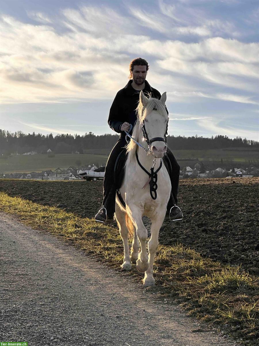 Bild 5: Wunderschöne American Morgan Horse Stute zu verkaufen