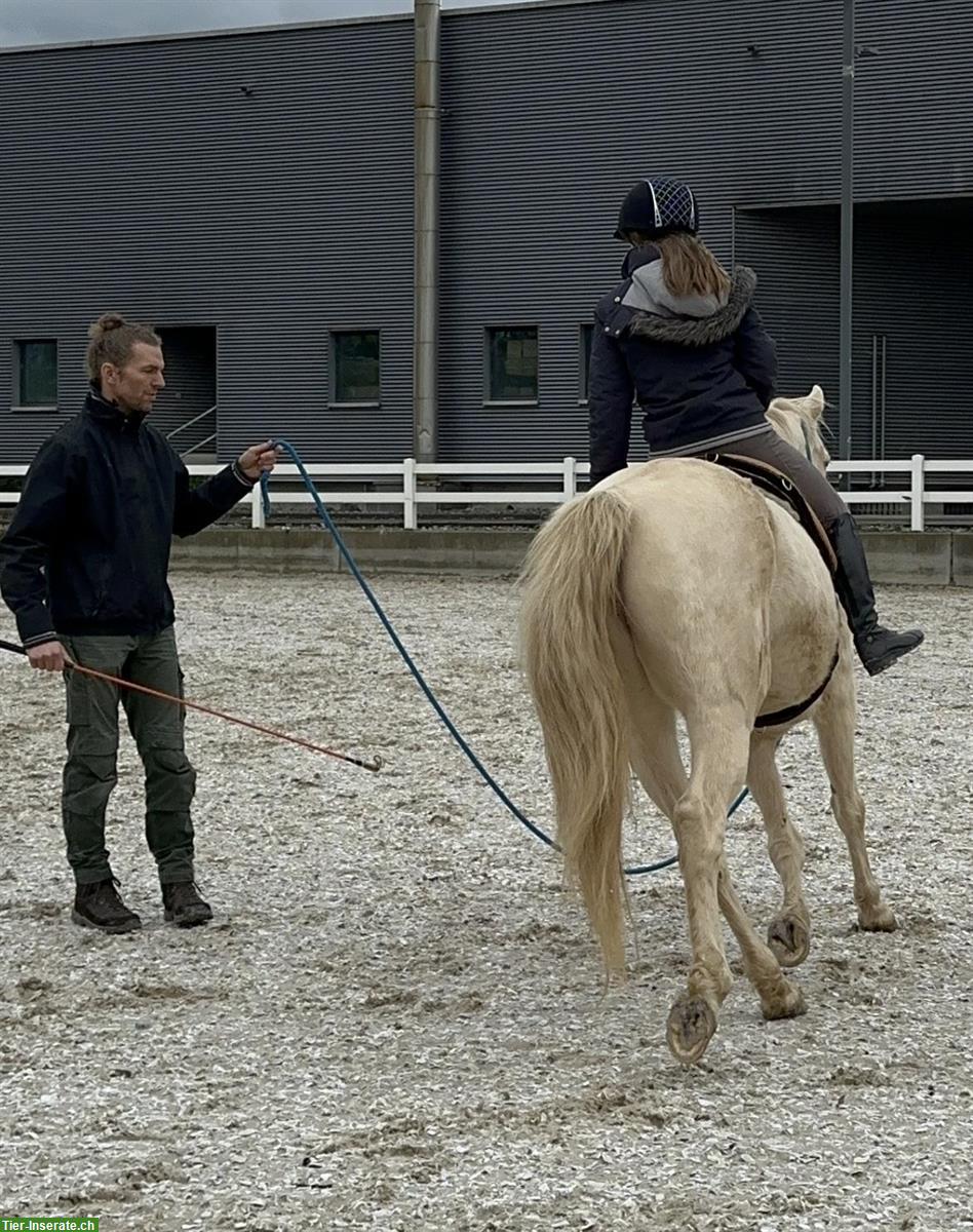 Bild 6: Wunderschöne American Morgan Horse Stute zu verkaufen