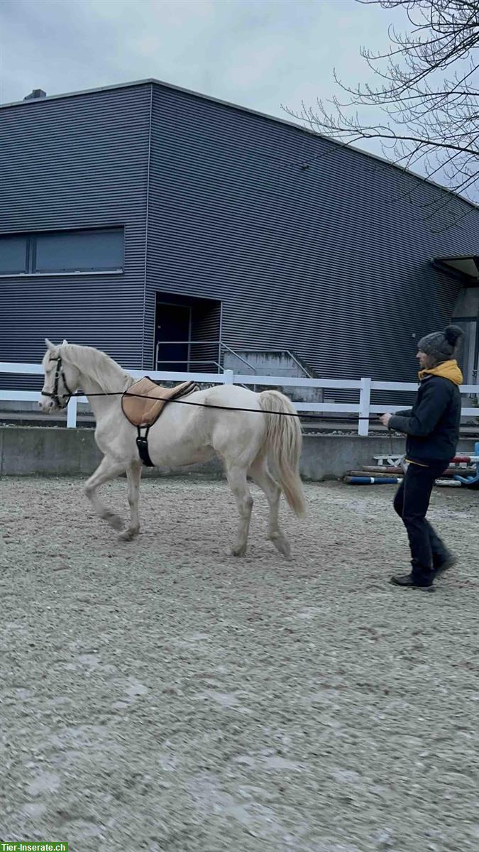 Bild 7: Wunderschöne American Morgan Horse Stute zu verkaufen