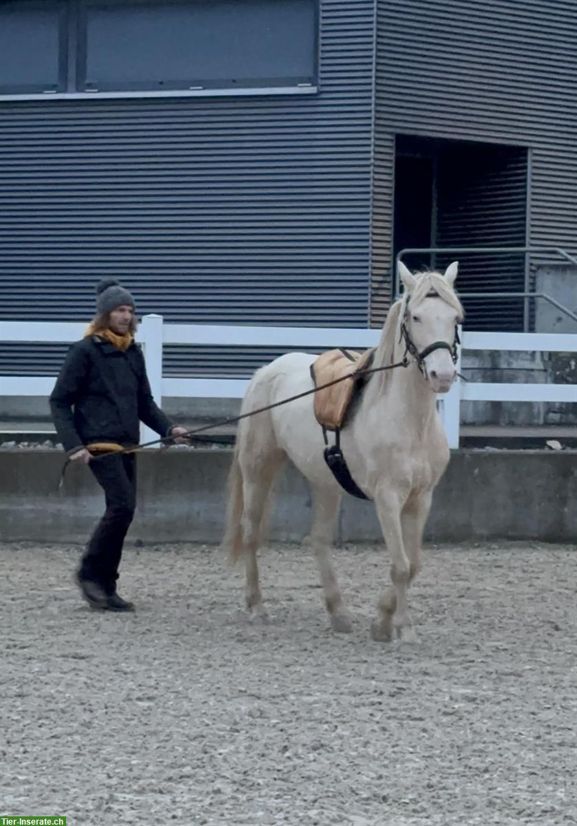 Bild 8: Wunderschöne American Morgan Horse Stute zu verkaufen