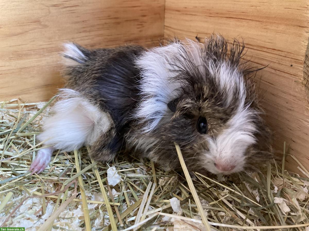 Bild 2: Hübsche junge Meerschweinchen suchen ein Zuhause