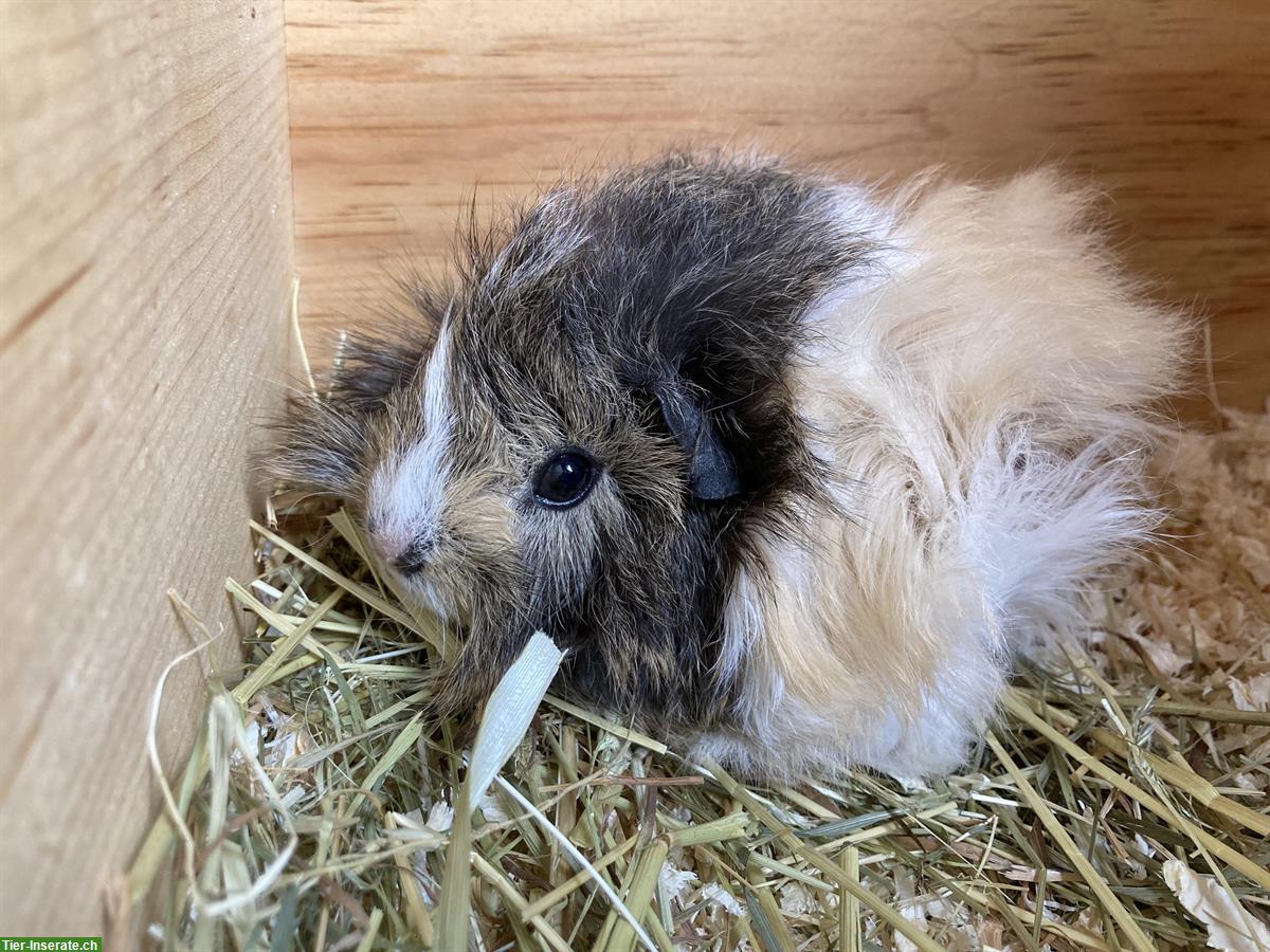 Bild 3: Hübsche junge Meerschweinchen suchen ein Zuhause