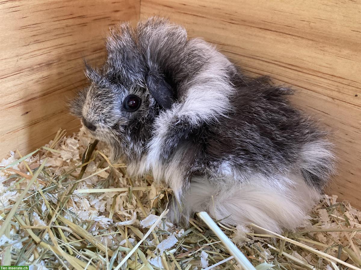 Bild 4: Hübsche junge Meerschweinchen suchen ein Zuhause