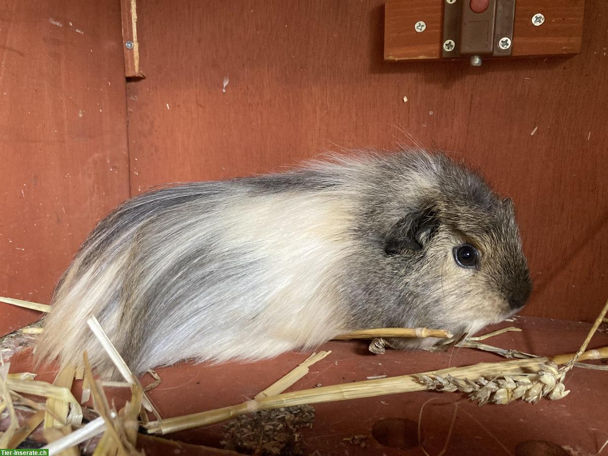 Bild 5: Hübsche junge Meerschweinchen suchen ein Zuhause