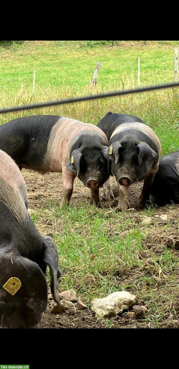 Bild 2: BIO-Mastjager, Ferkel zu verkaufen