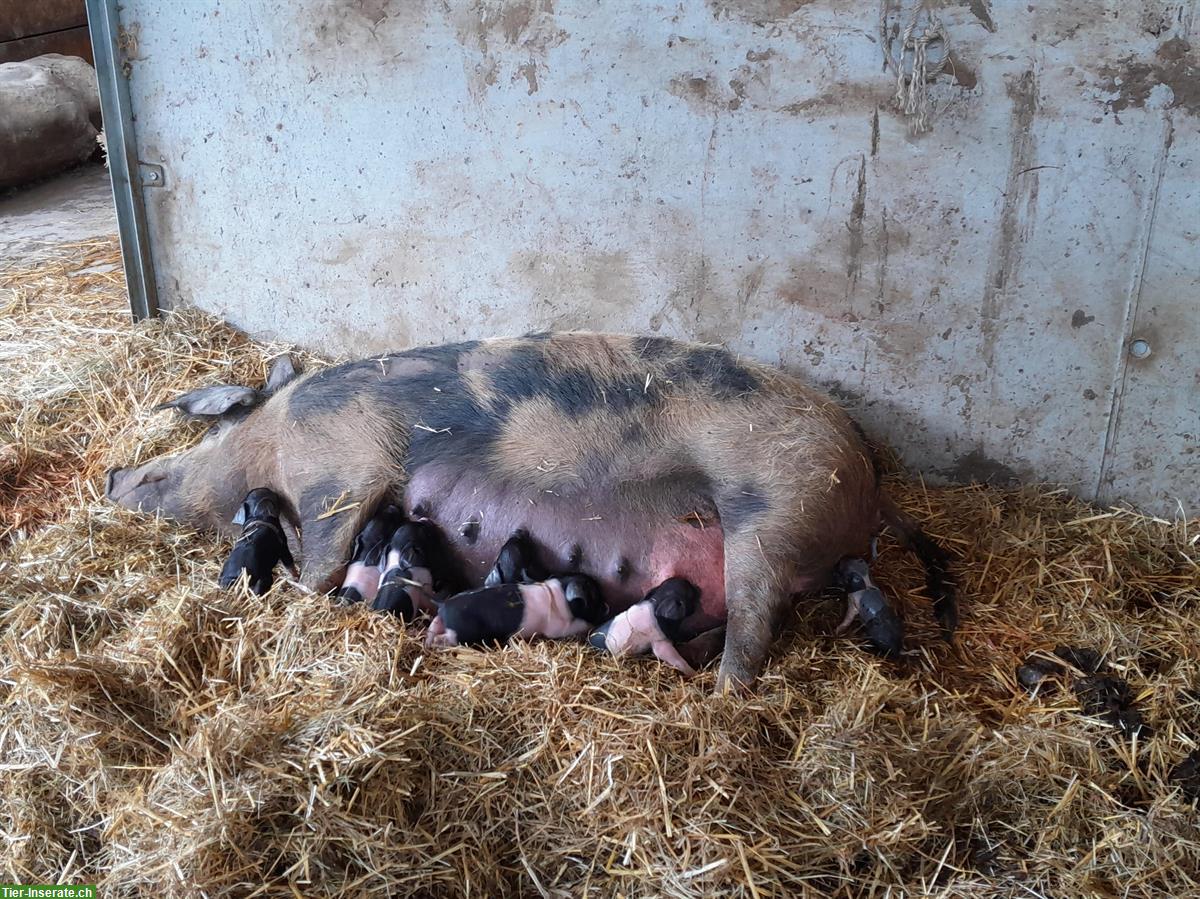 Bild 3: BIO-Mastjager, Ferkel zu verkaufen