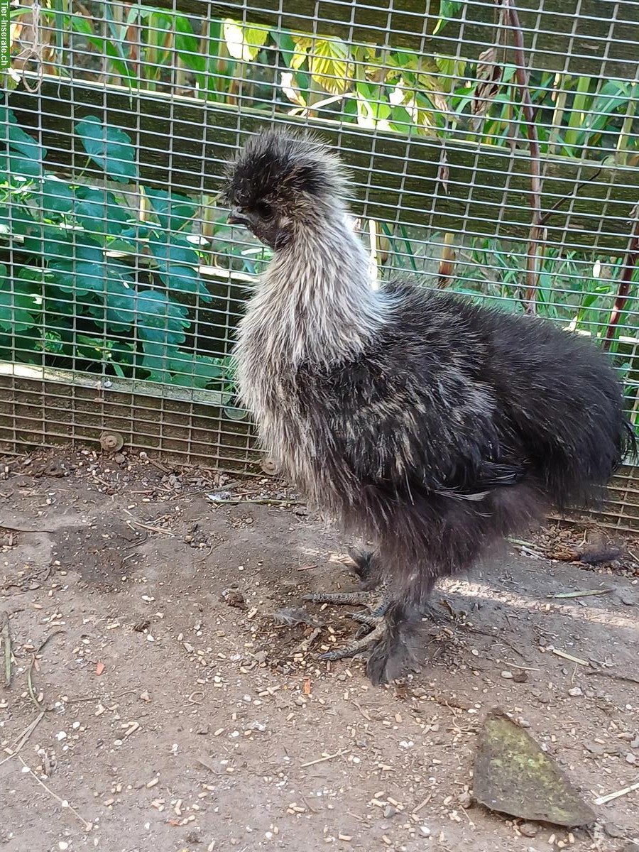 GRATIS: Zwergseidenhähne aus Naturbrut