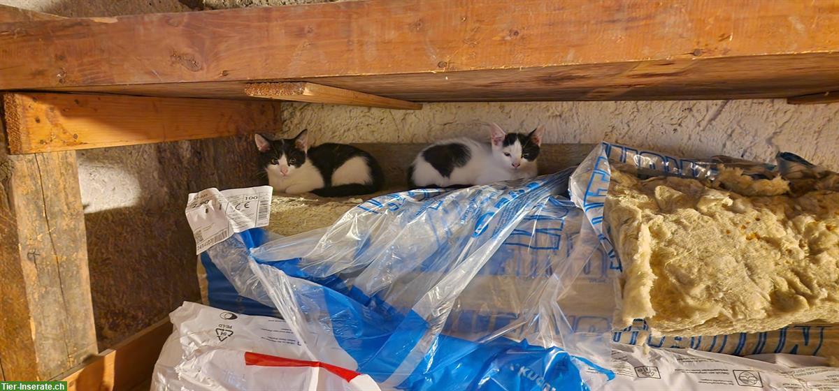 Bild 2: Katzenbabys (Katerchen) suchen ein liebes Zuhause