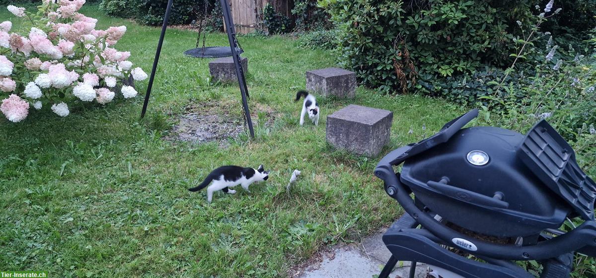 Bild 3: Katzenbabys (Katerchen) suchen ein liebes Zuhause