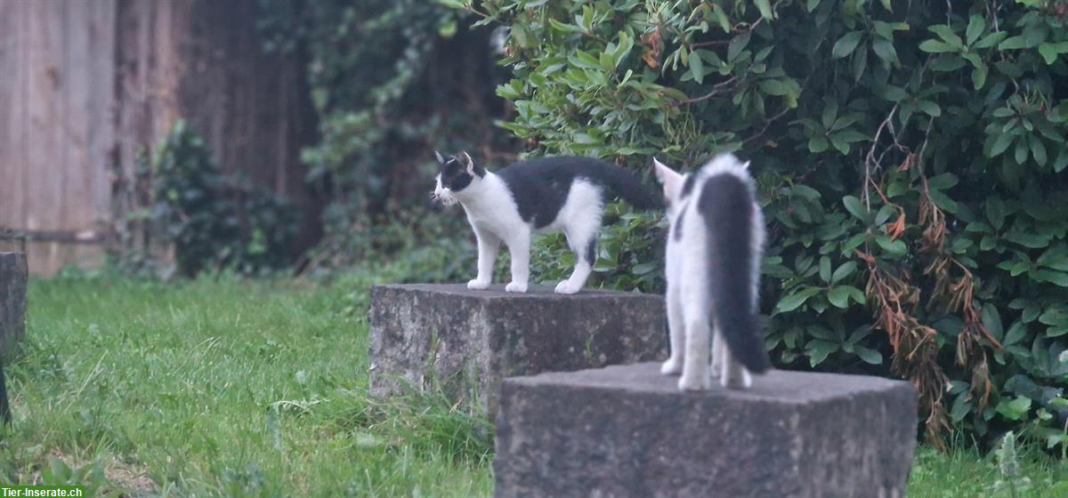 Bild 4: Katzenbabys (Katerchen) suchen ein liebes Zuhause