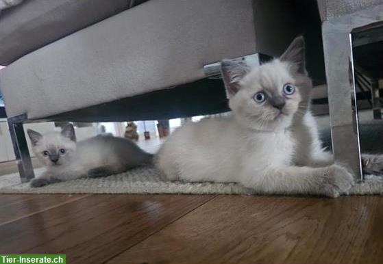 Bild 2: Süße British Shorthair Kätzchen suchen liebes Zuhause!