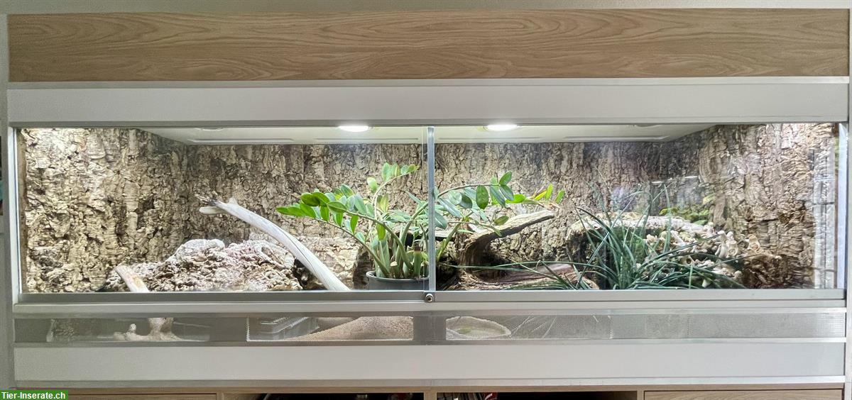 Bild 2: Forex Terrarium mit Unterbau von Adrian Rieser mit 4 Königspythons