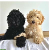 Goldendoodle x Labradoodle Welpen Wurf