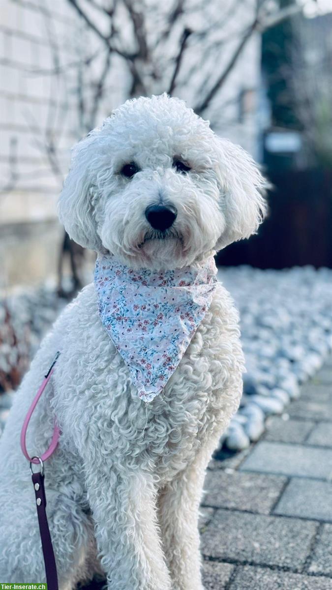 Bild 3: Goldendoodle x Labradoodle Welpen Wurf