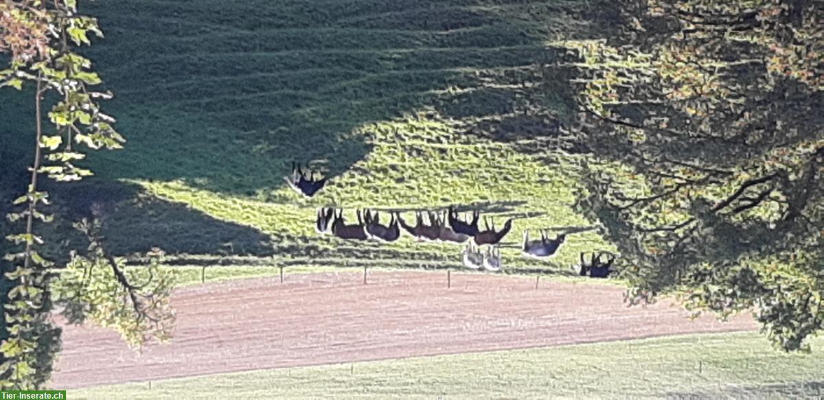 Bild 3: Plätze für Fohlenweide zu vergeben in Wölflinswil AG