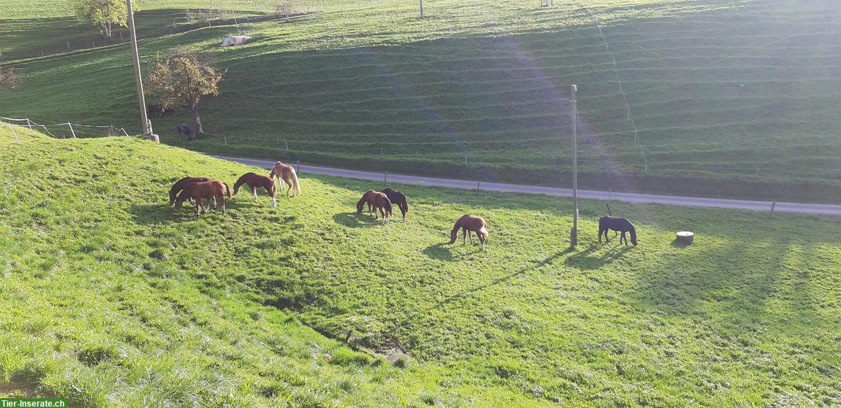 Bild 6: Plätze für Fohlenweide zu vergeben in Wölflinswil AG