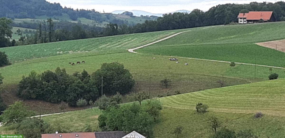 Bild 7: Plätze für Fohlenweide zu vergeben in Wölflinswil AG