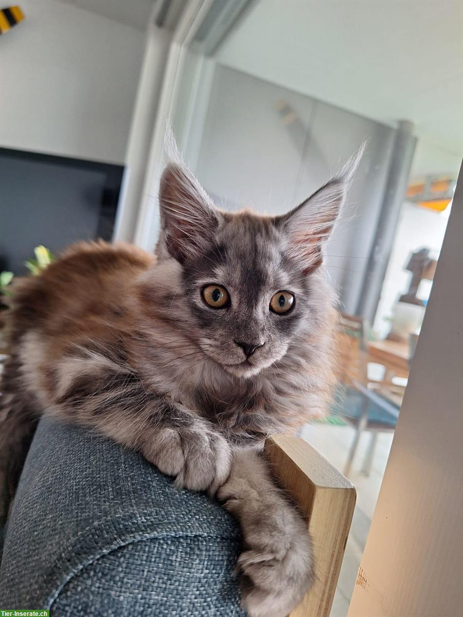 Maine Coon Mädchen in blue smoke mit Stammbaum