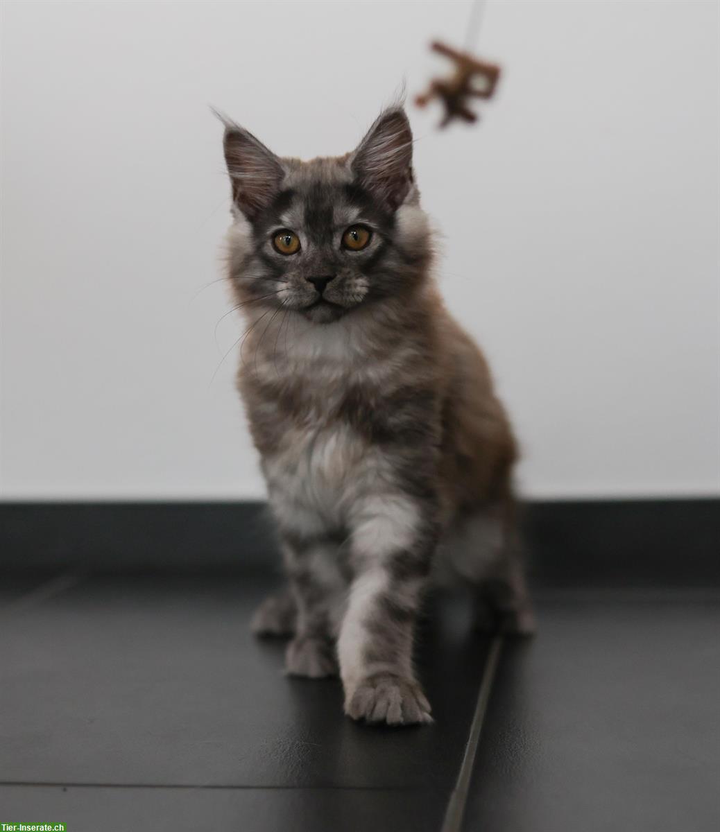 Bild 2: Maine Coon Mädchen in blue smoke mit Stammbaum